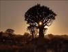 Africa Nature Animals (1)
